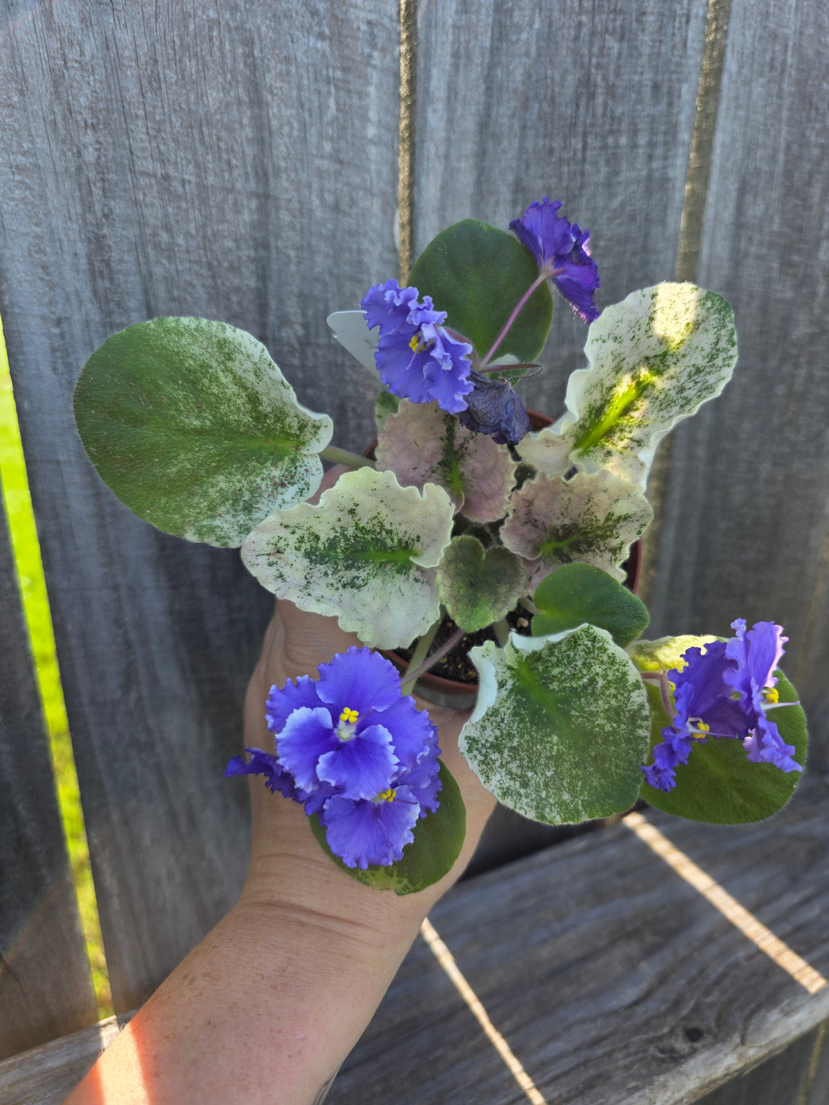 African Violet Harmony's Purple Passion 4"