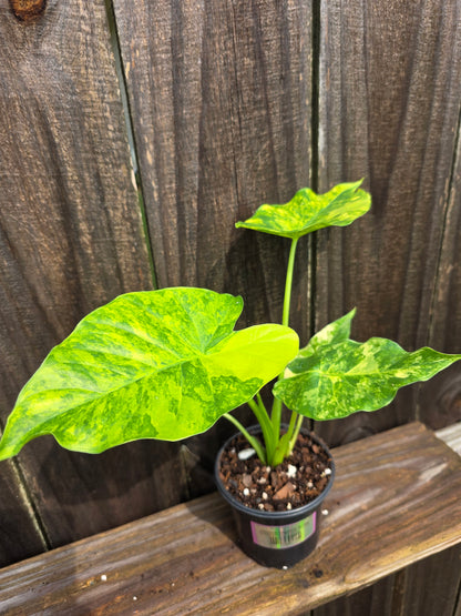 Alocasia Gageana Aurea