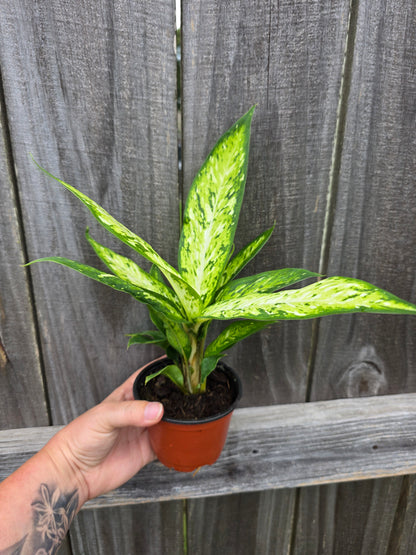 Dieffenbachia Starbright