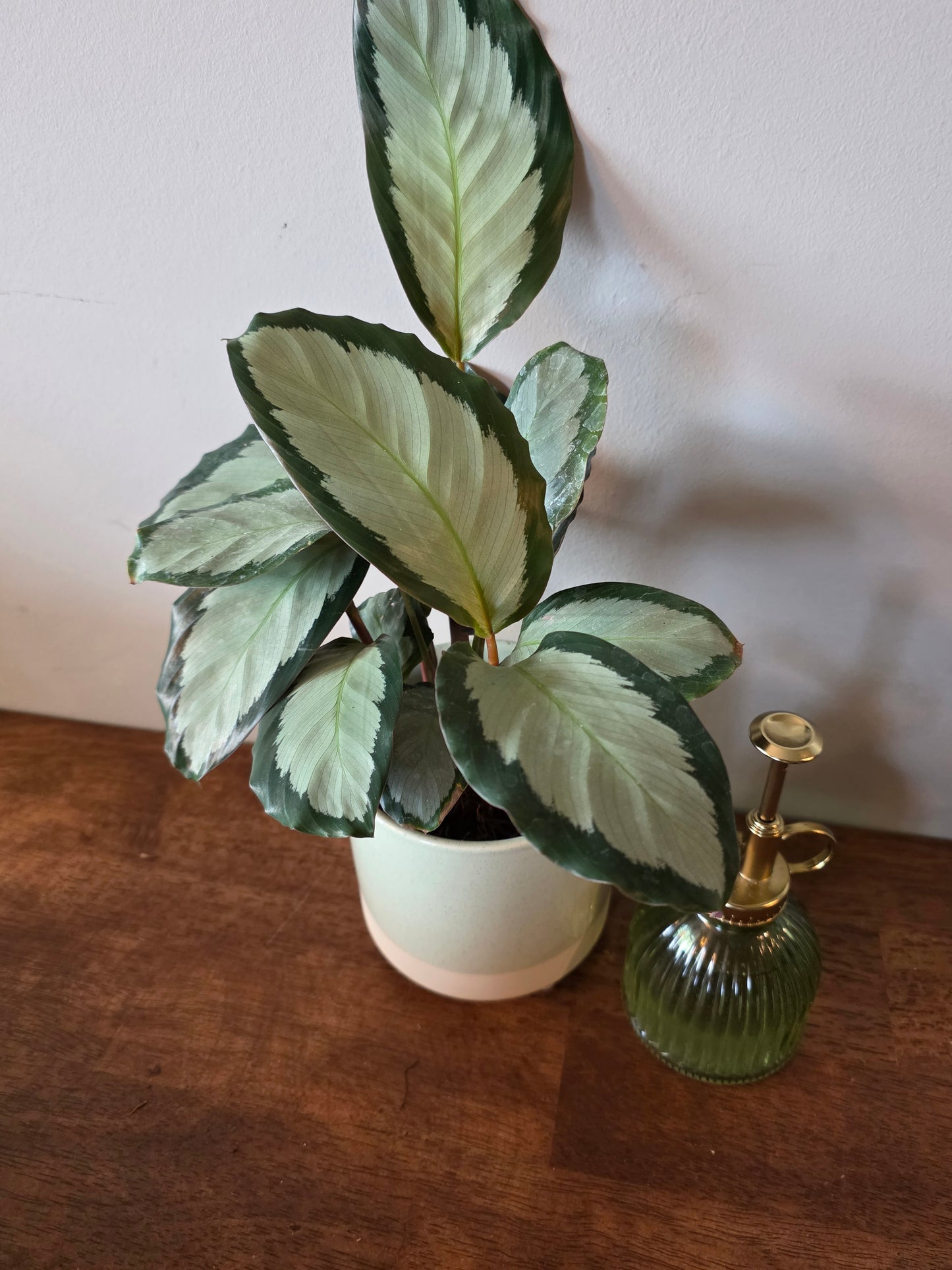 Calathea Picturata