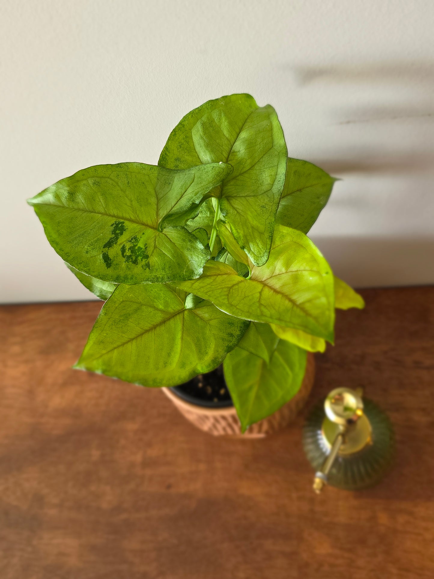 Syngonium Berry Allusion