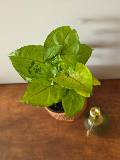 Syngonium Berry Allusion