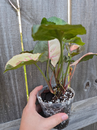 Syngonium Strawberry Ice