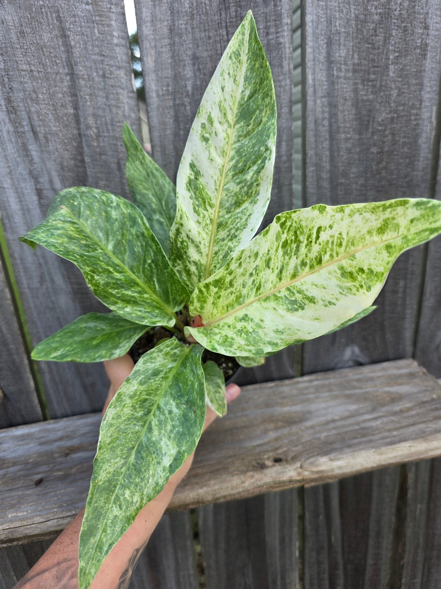 Anthurium Hookeri Variegated 4"