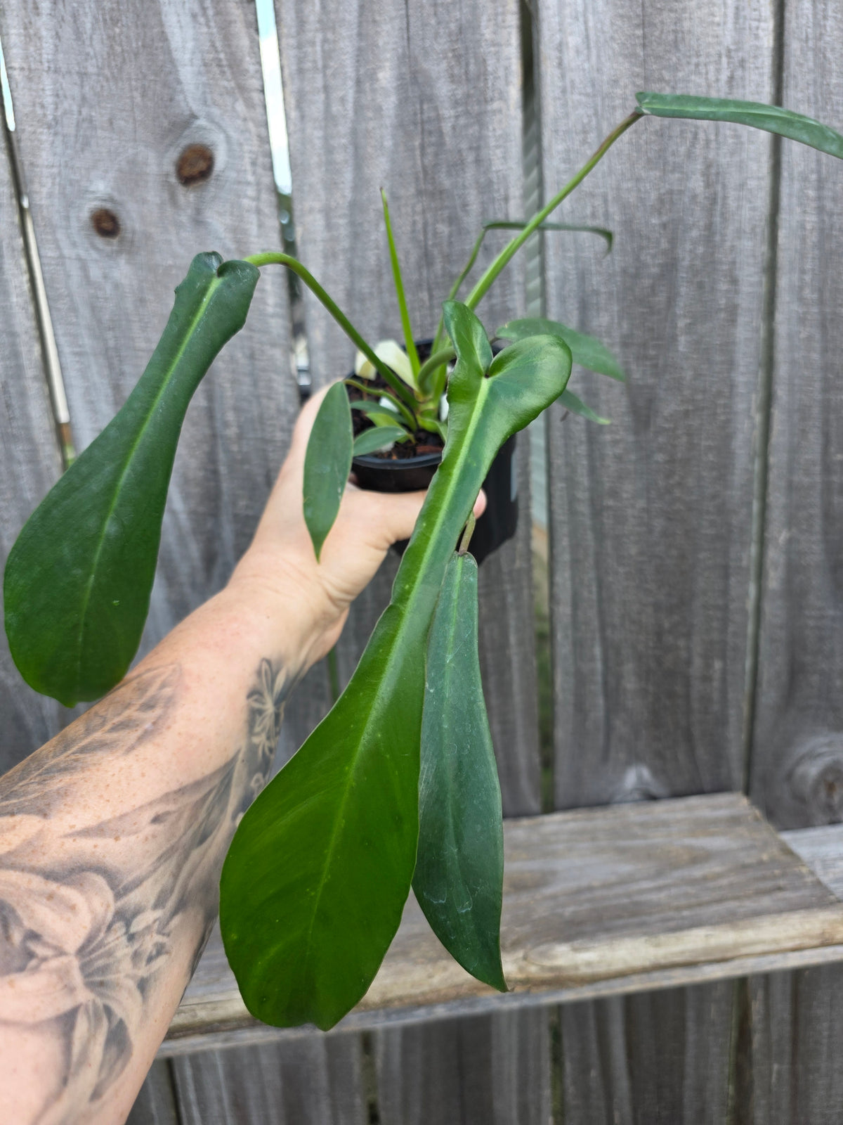 Philodendron Joepii