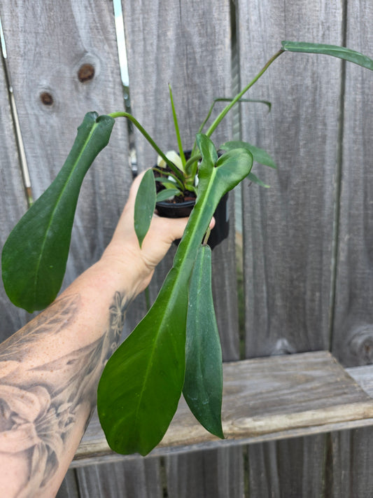 Philodendron Joepii
