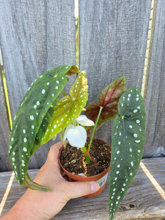 Begonia Harmony's Eric Seel 4"