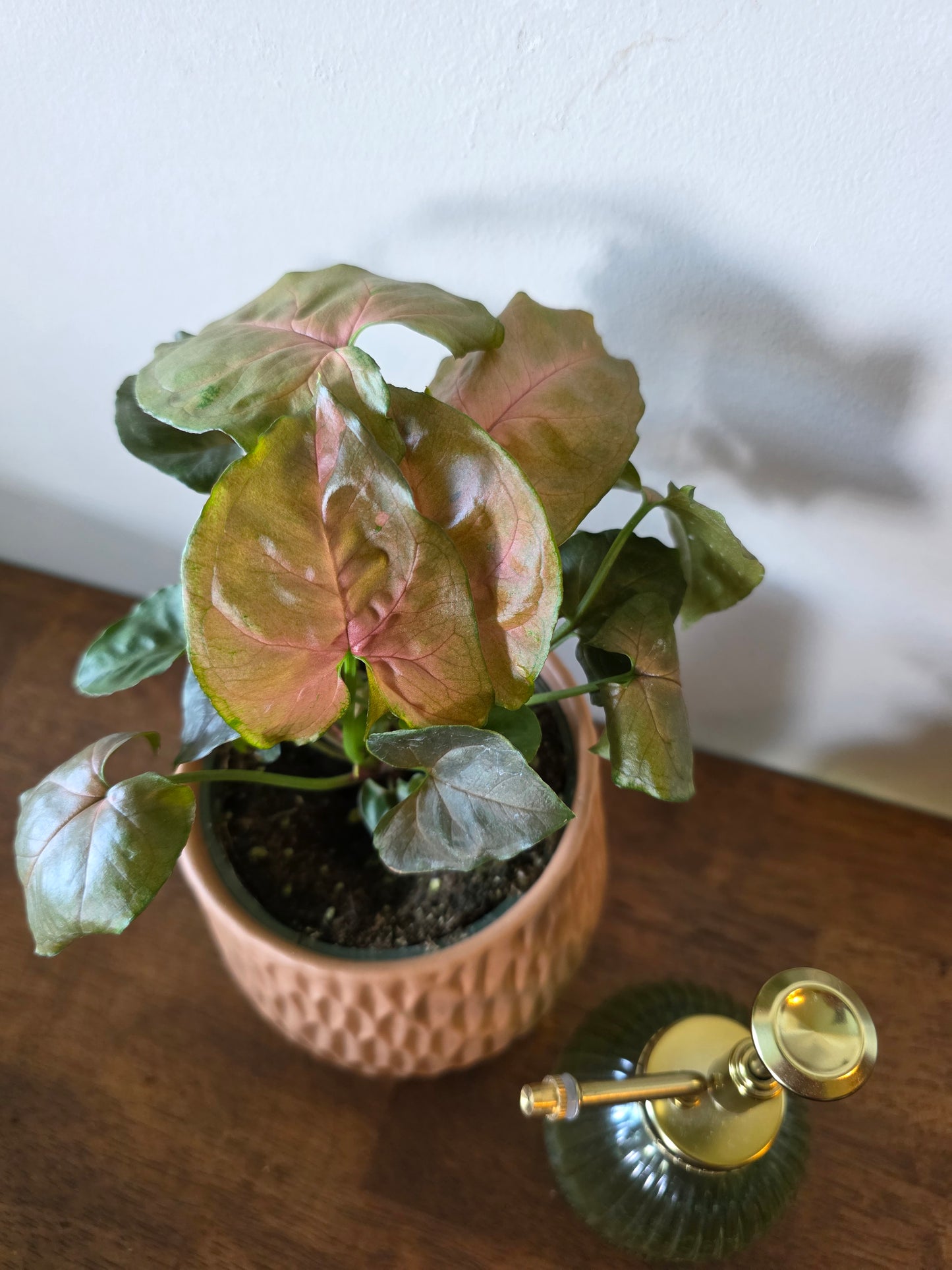 Syngonium Merry Maria
