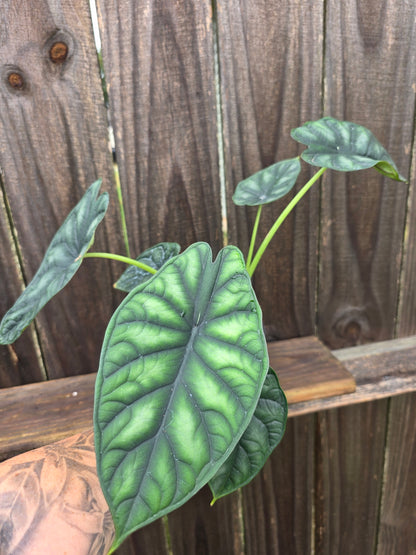 Alocasia Dragon Scale