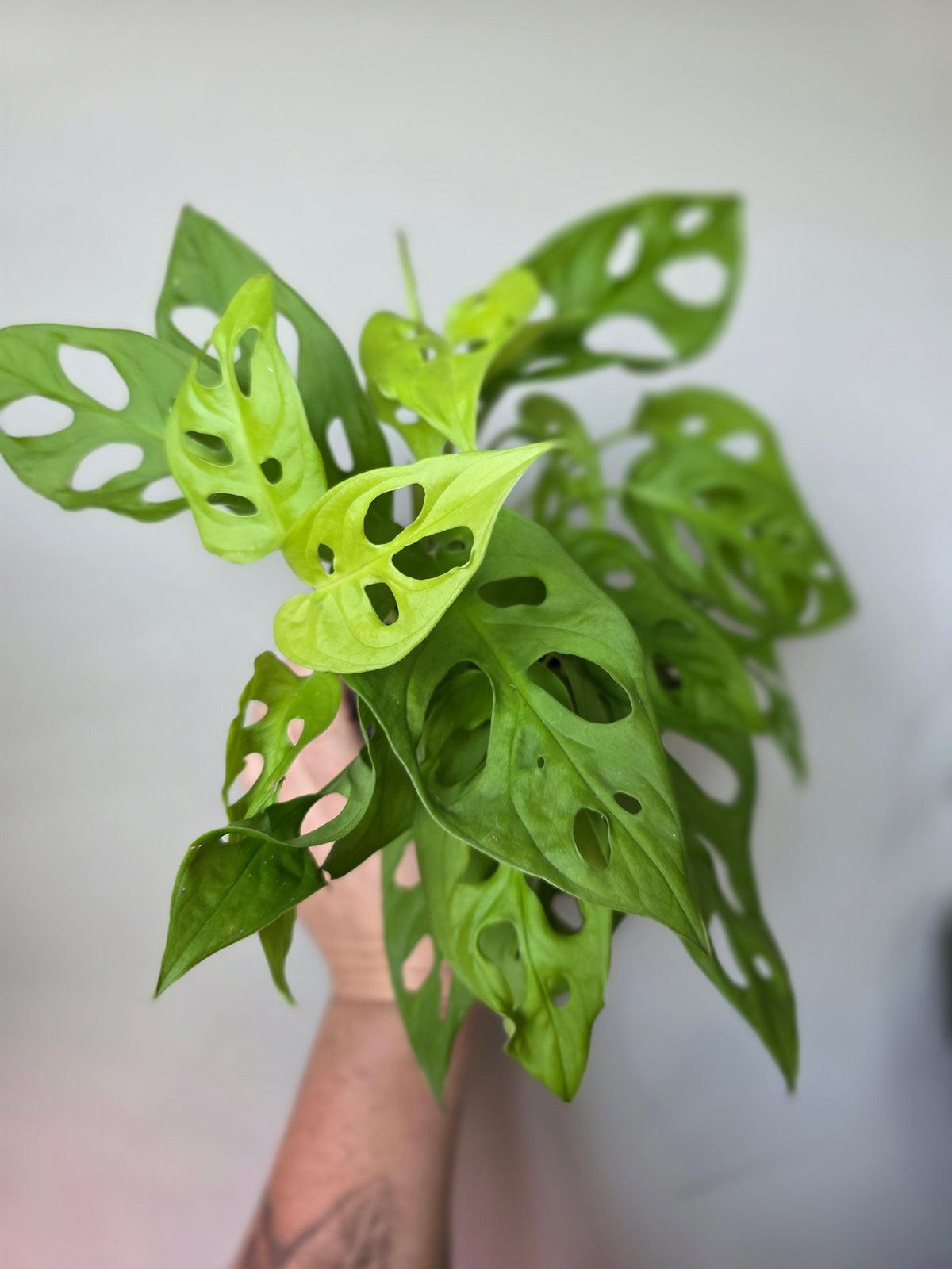 Monstera Adansonii Neon 4"