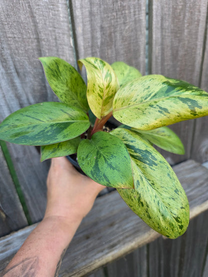 Philodendron Congo Mint Marble
