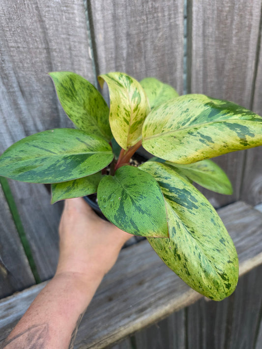 Philodendron Congo Mint Marble