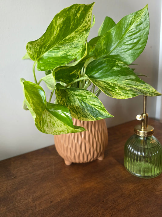 Pothos Marble Queen