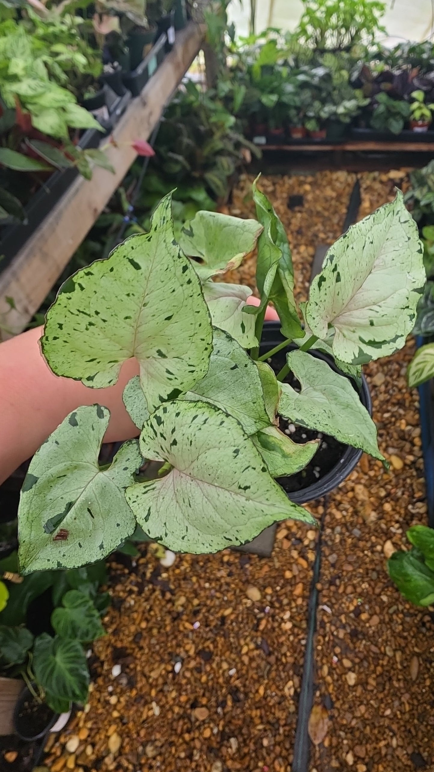Syngonium Green Splash
