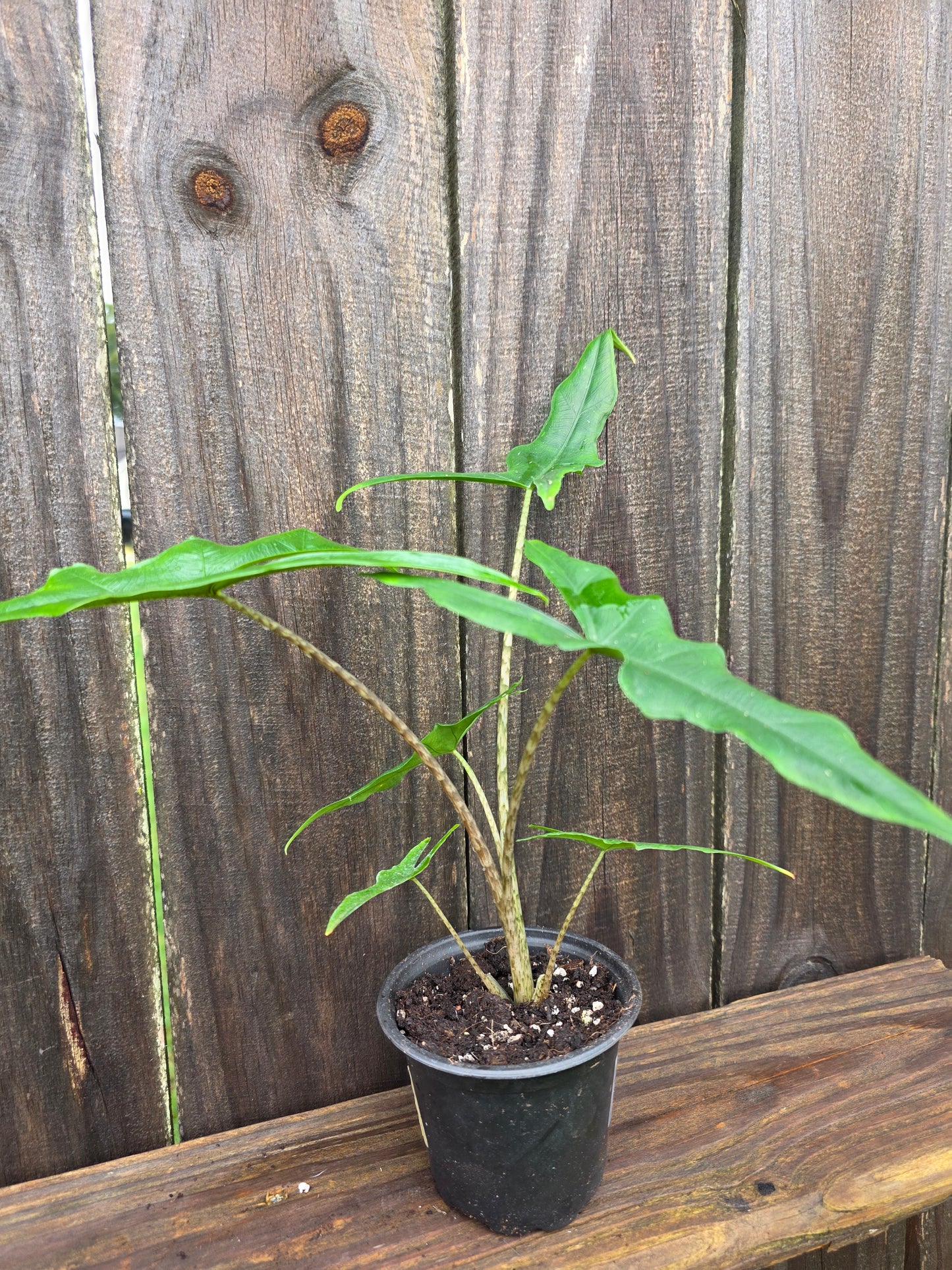 Alocasia Sabrina