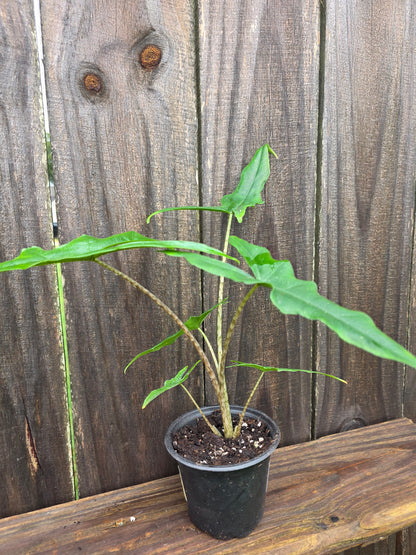Alocasia Sabrina