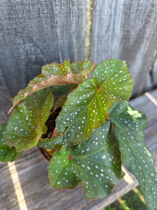 Begonia Harmony's Rain Dance 4"