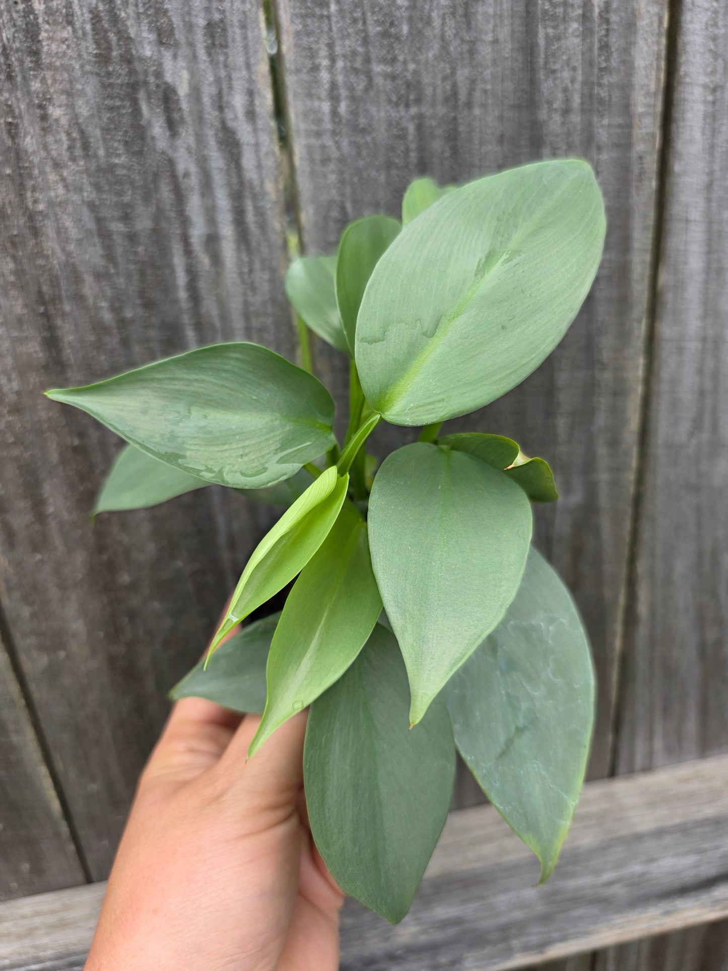 Philodendron Silver Sword