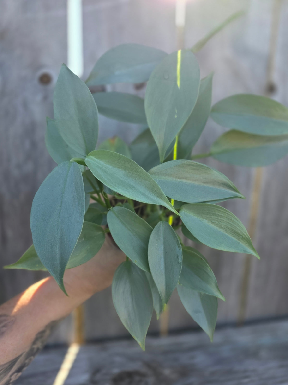 Philodendron Silver Sword