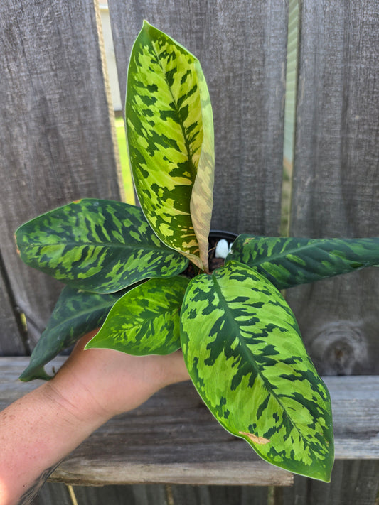 Homalomena Camouflage 4"