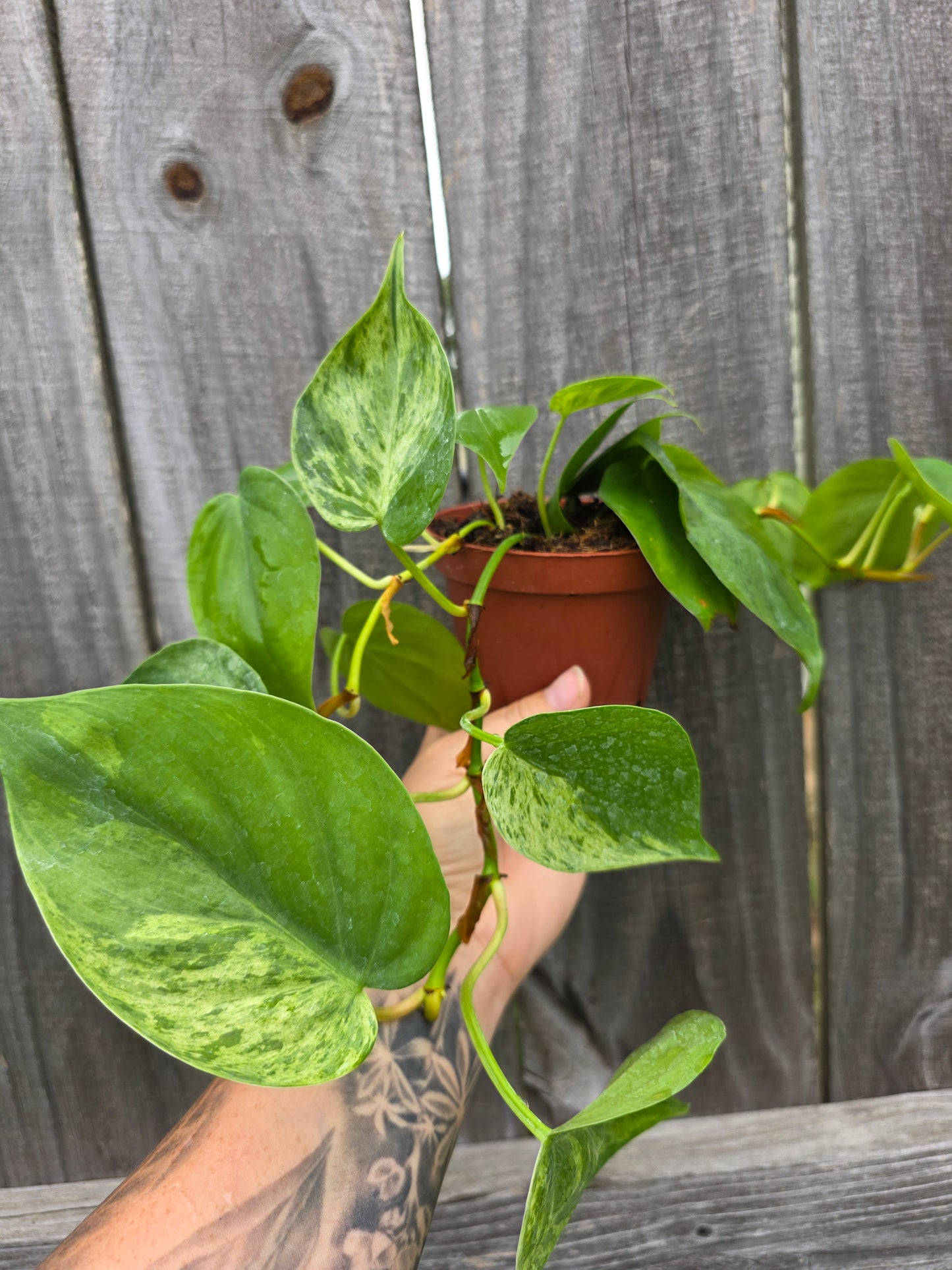 Philodendron Heart Leaf Variegated