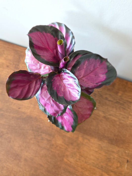 Calathea Rosy