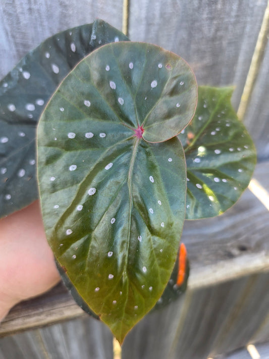 Begonia Harmony's Dark Vortex 4"