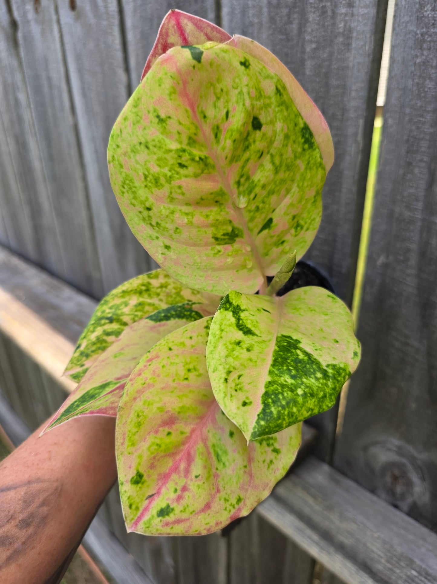 Aglaonema Pink Emerald 4"