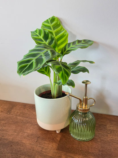 Calathea Zebrina