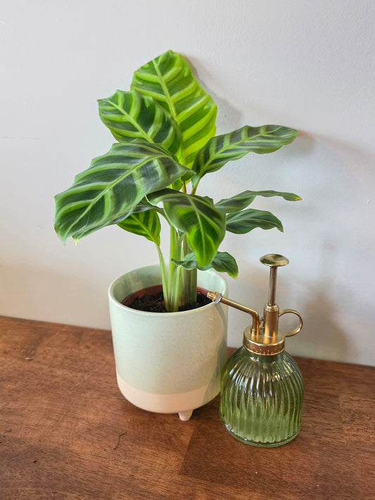 Calathea Zebrina