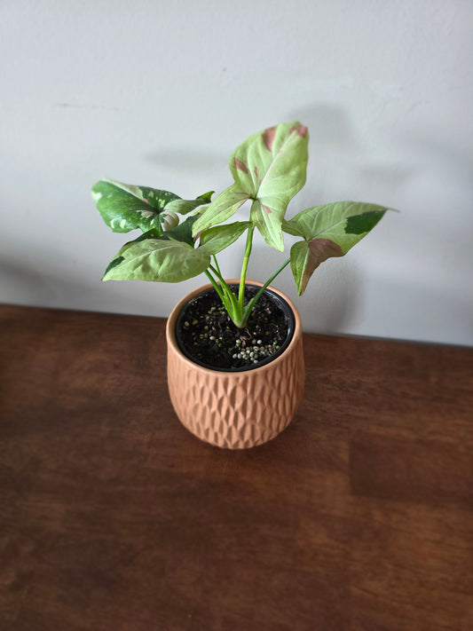 Syngonium Green Tea Salmon