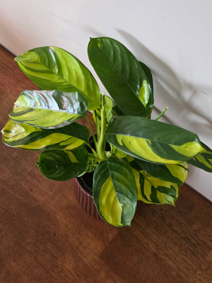 Ctenanthe Golden Mosaic