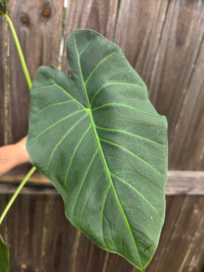 Alocasia Regal Shield