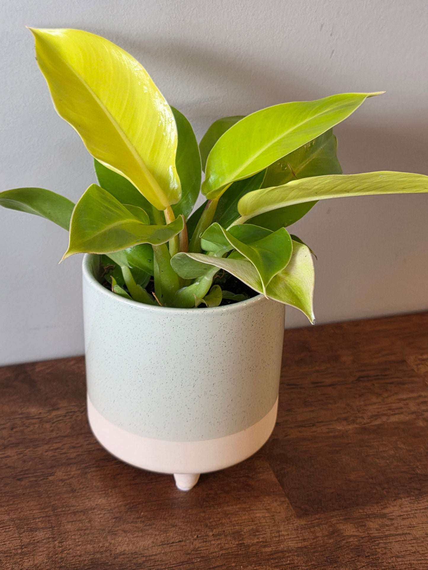 Philodendron Moonlight