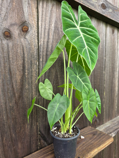 Alocasia Frydek