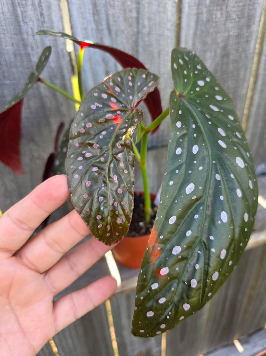 Begonia Harmony's Dark Star 4"