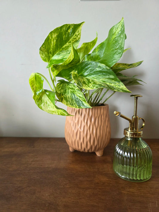 Pothos Marble Queen