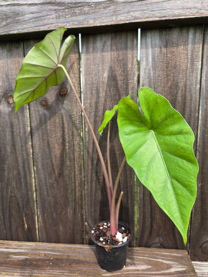 Alocasia Foam