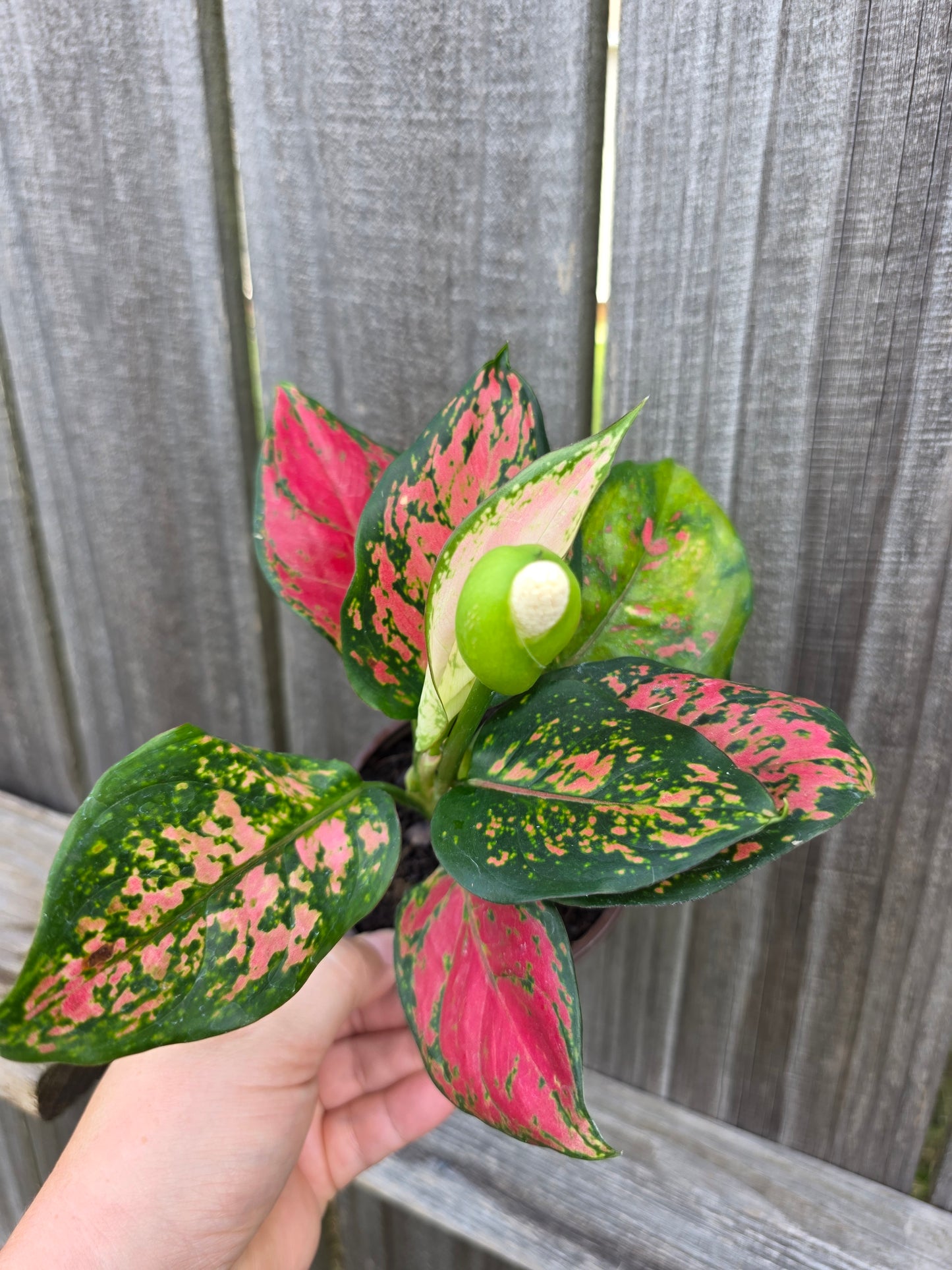 Aglaonema Richard 4"