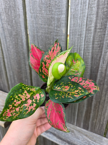 Aglaonema Richard 4"