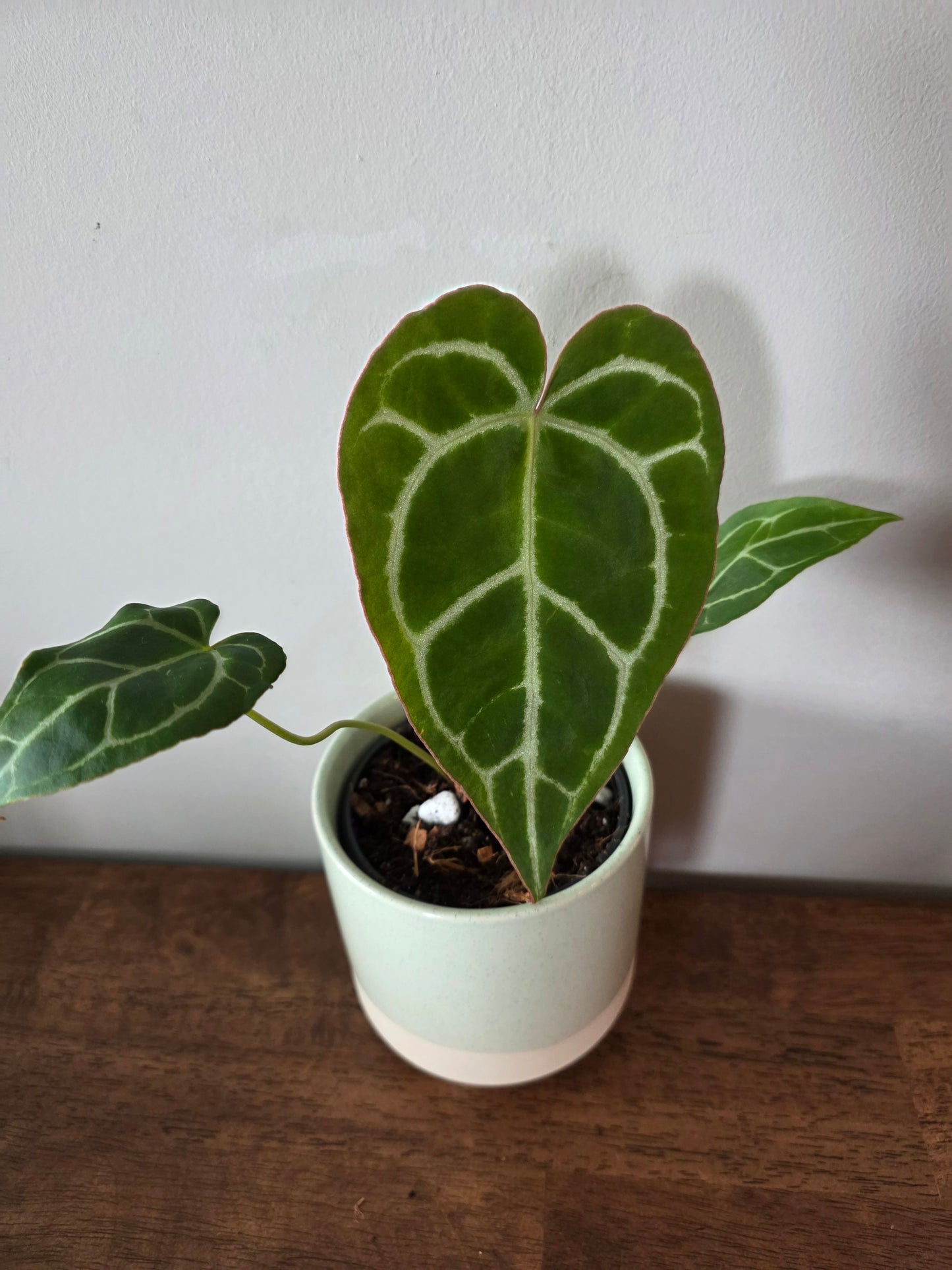 Anthurium Crystallinum