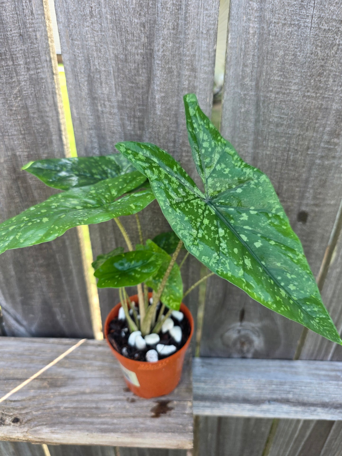 Alocasia Shattered Glass 4"