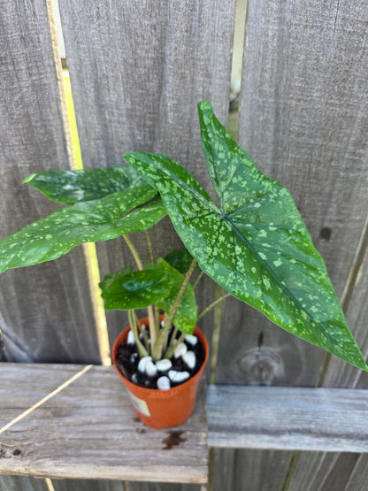Alocasia Shattered Glass 4"
