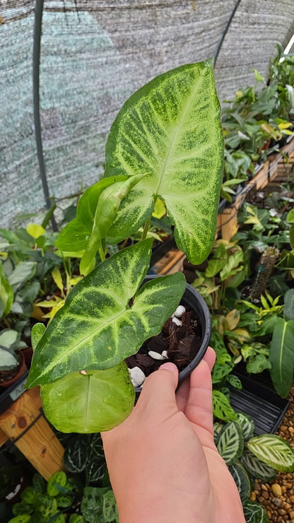 Syngonium Glo Go