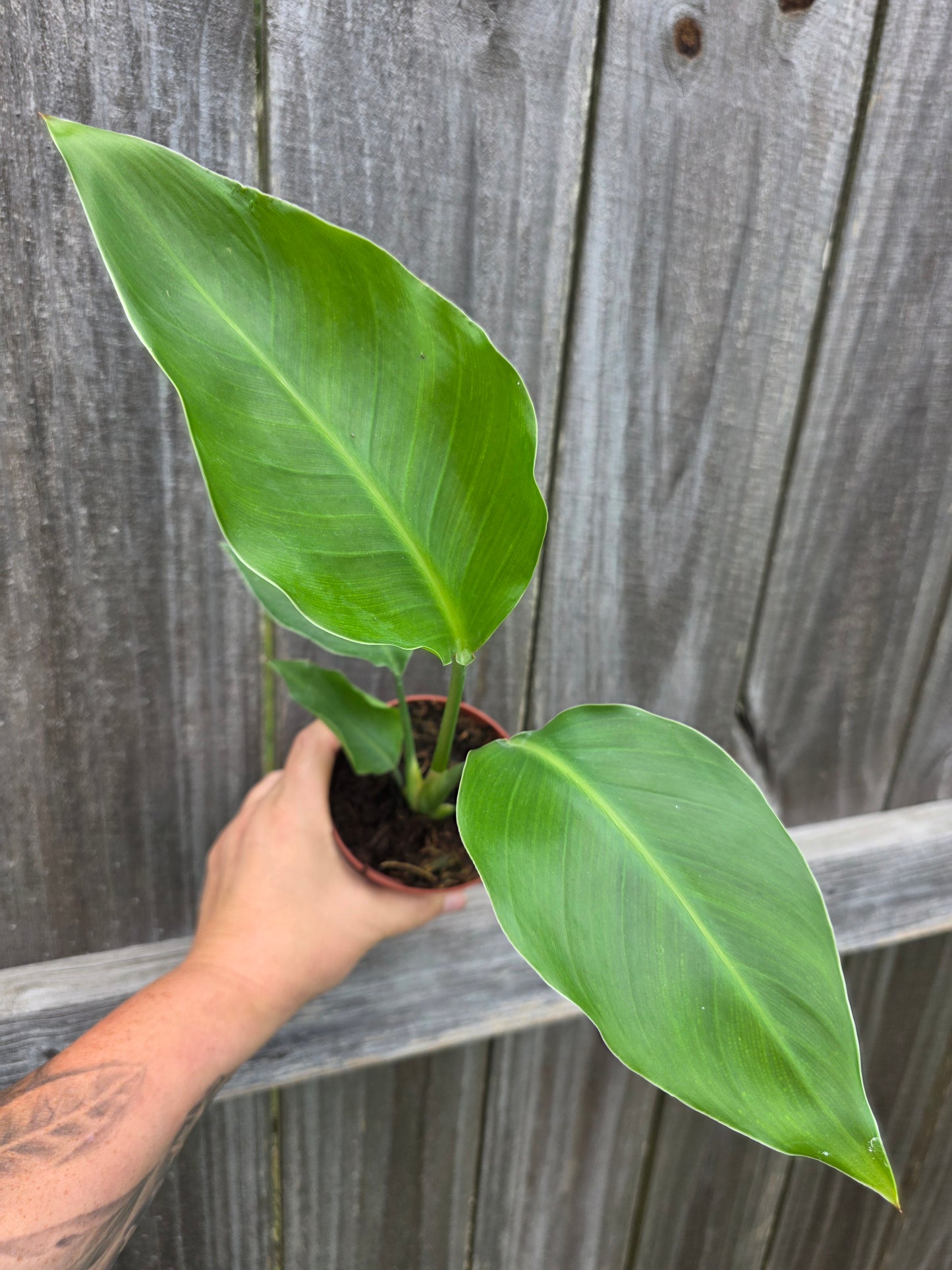 White Bird of Paradise