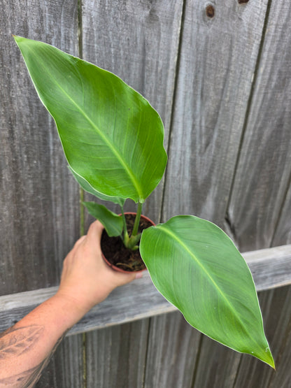 White Bird of Paradise