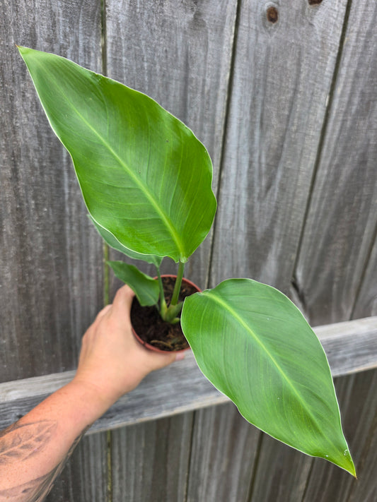White Bird of Paradise