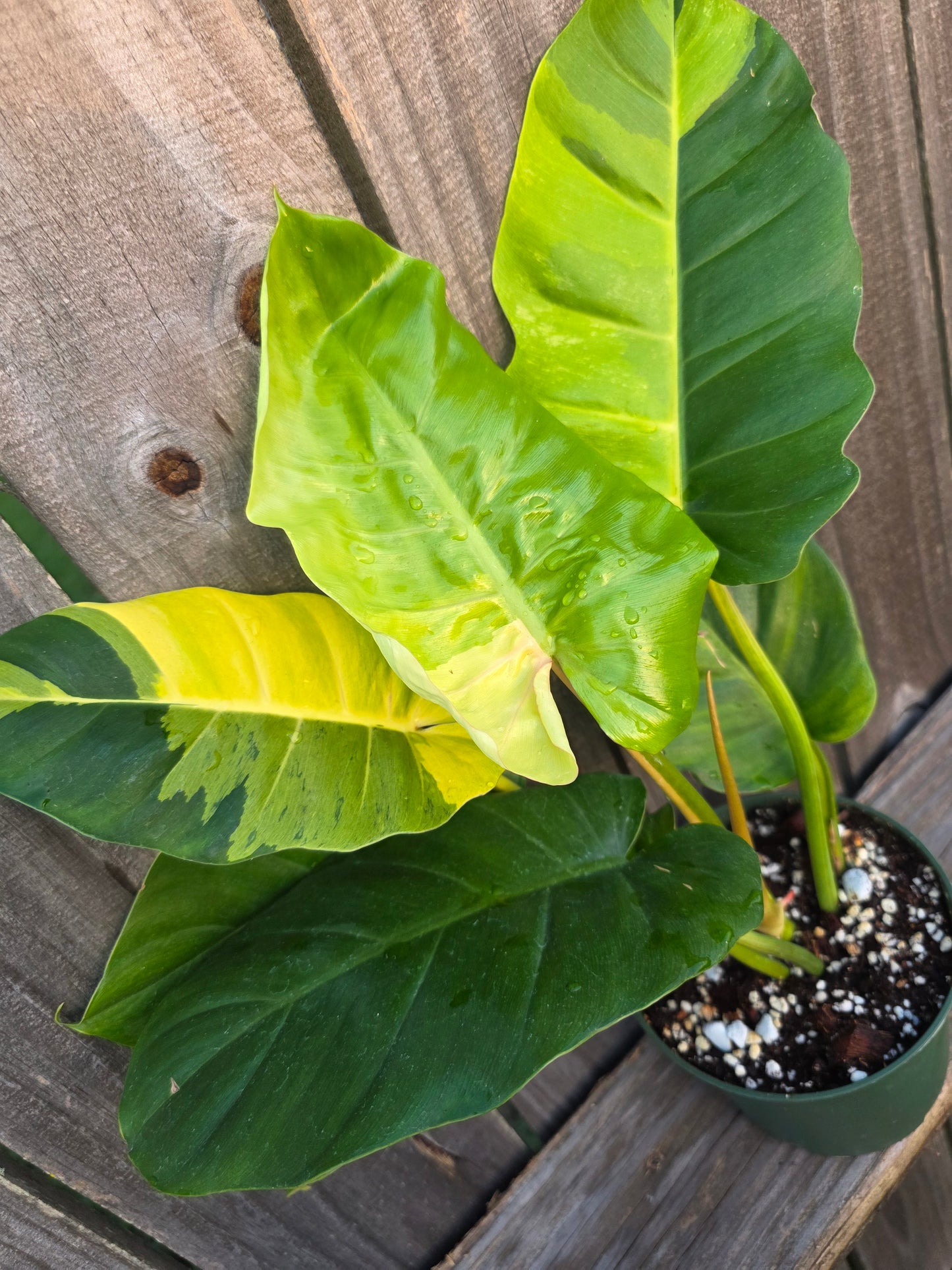 Philodendron Jungle Fever
