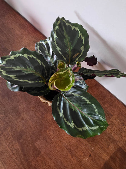 Calathea Medallion