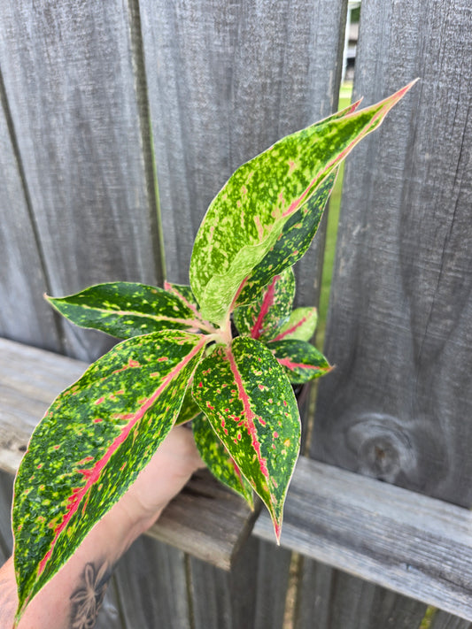 Aglaonema Night Sparkle 4"